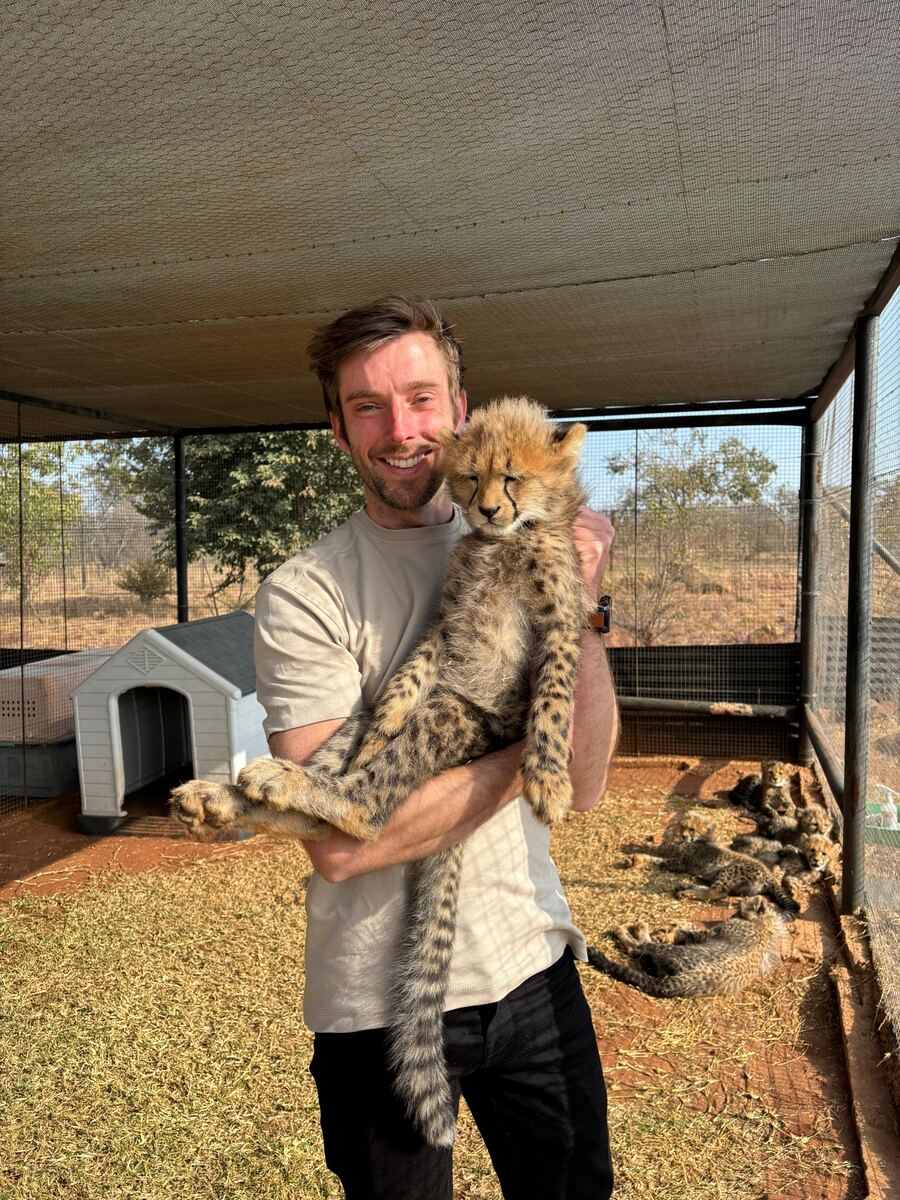 Josh holding a sleepy cheetah cub, with more cubs resting behind
